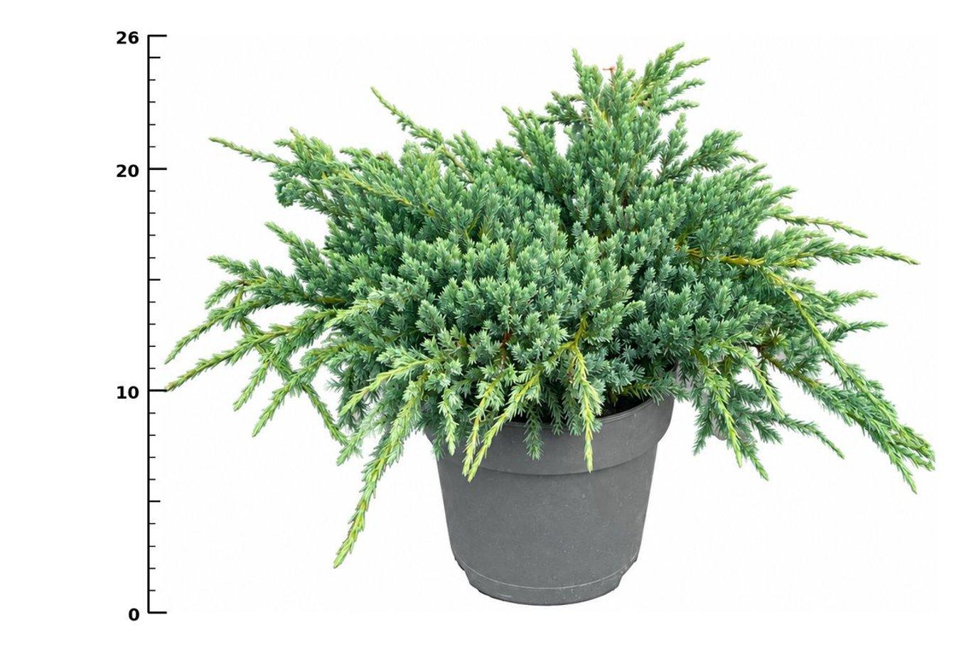 Горшечные цветы и растения оптом Juniperus Squa Blue Carpet от 1шт из Голландии с доставкой по России