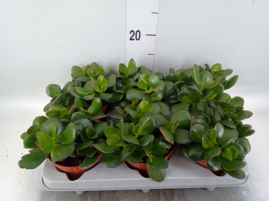 Горшечные цветы и растения оптом Crassula Ovata от 6шт из Голландии с доставкой по России