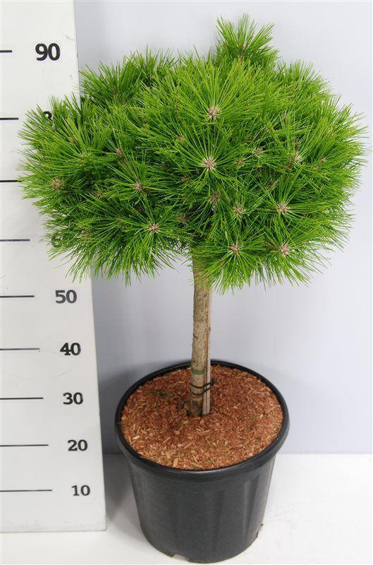 Горшечные цветы и растения оптом Pinus Dens Low Glow On Stem от 1шт из Голландии с доставкой по России