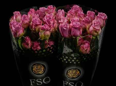 Срезанные цветы оптом Rosa ec cool water от 40шт из Голландии с доставкой по России