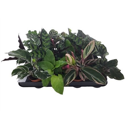 Горшечные цветы и растения оптом Calathea Mix от 16шт из Голландии с доставкой по России