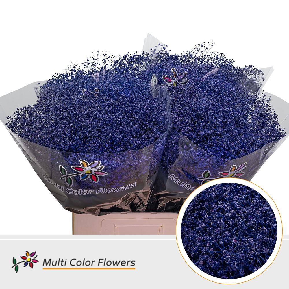 Срезанные цветы оптом Gyps mst paint violet от 100шт из Голландии с доставкой по России