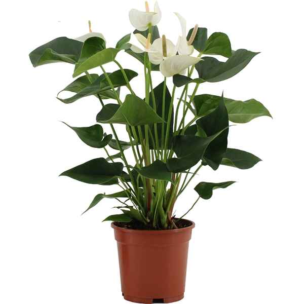 Горшечные цветы и растения оптом Anth An White Winner 5+ Success от 6шт из Голландии с доставкой по России
