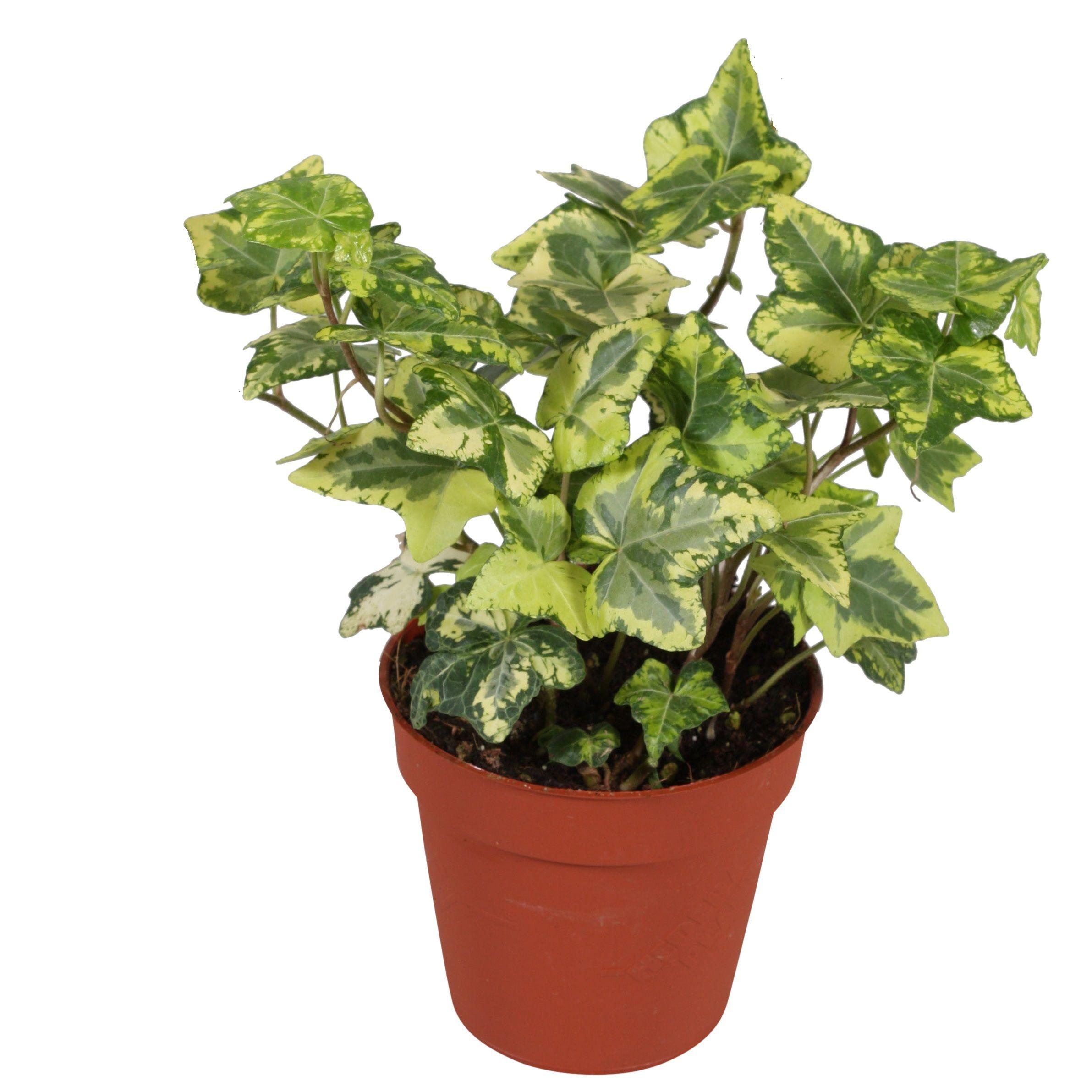 Горшечные цветы и растения оптом Hedera Helix Golden Kolibri от 18шт (для телеги) из Голландии с доставкой по России