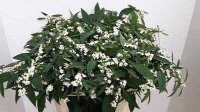Срезанные цветы оптом Euphorbia sp quicksilver от 60шт из Голландии с доставкой по России