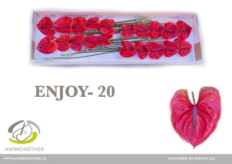 Срезанные цветы оптом Anthurium enjoy от 20шт из Голландии с доставкой по России