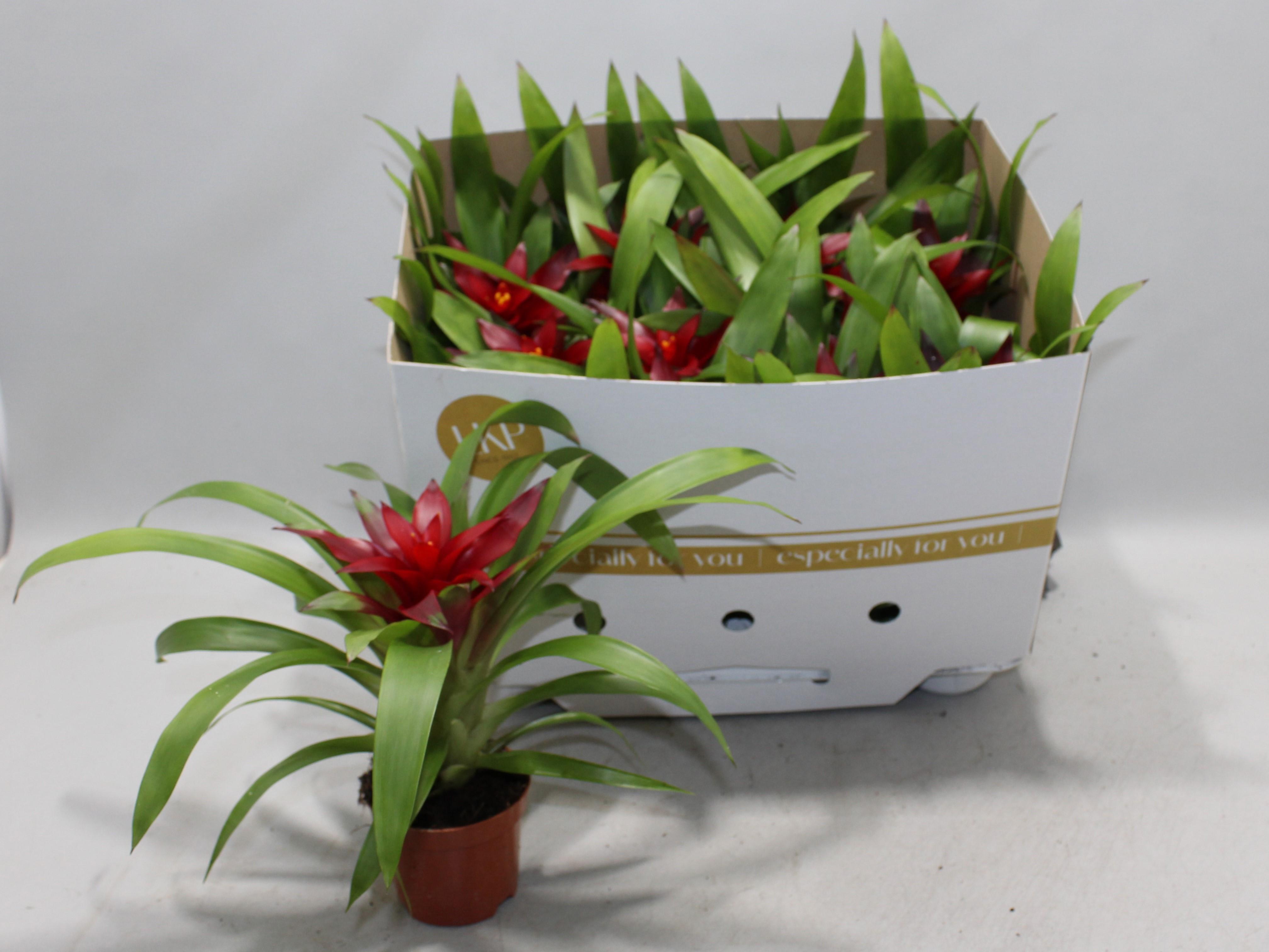 Горшечные цветы и растения оптом Guzm Sky от 11шт (для телеги) из Голландии с доставкой по России