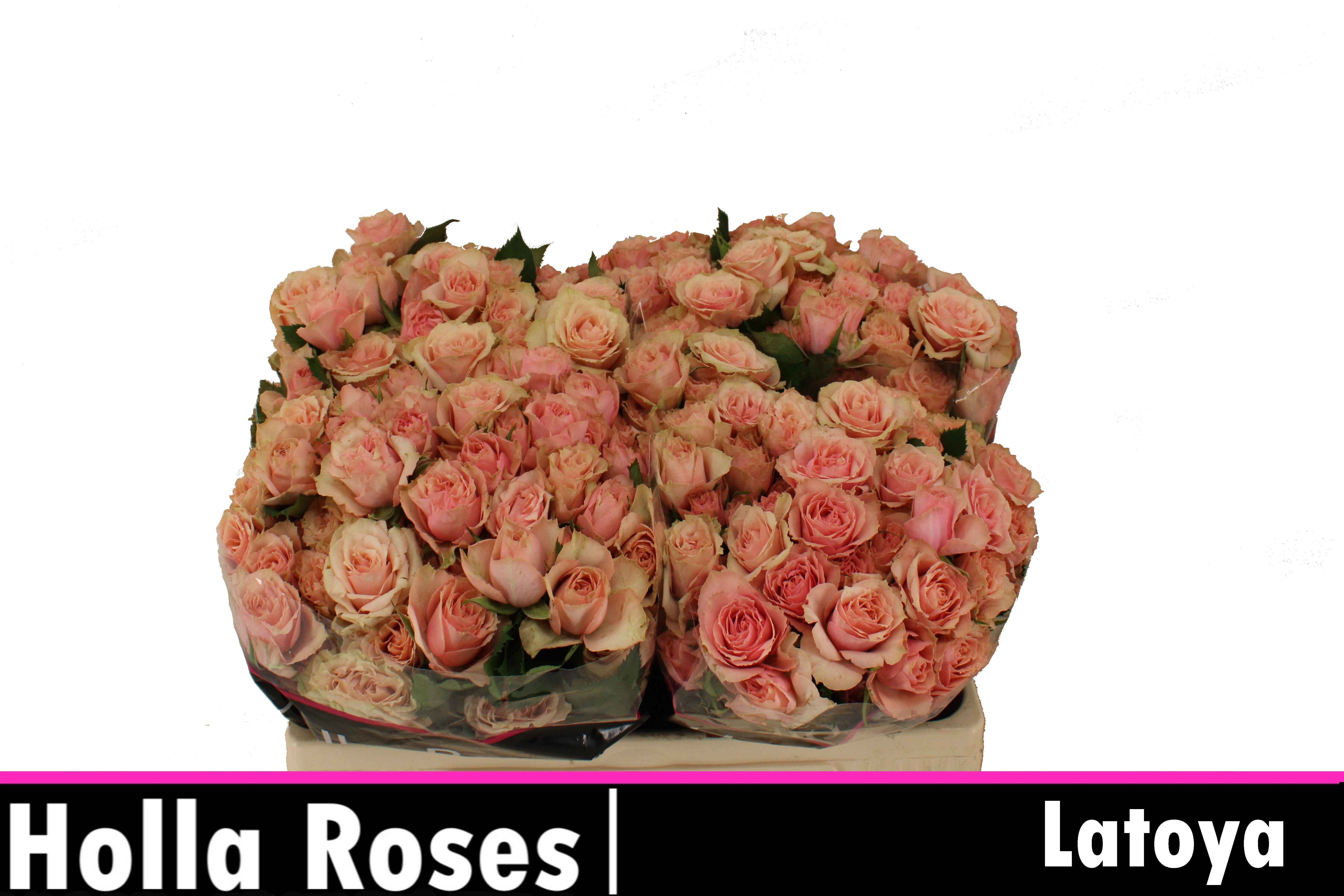 Срезанные цветы оптом Rosa sp latoya от 40шт из Голландии с доставкой по России
