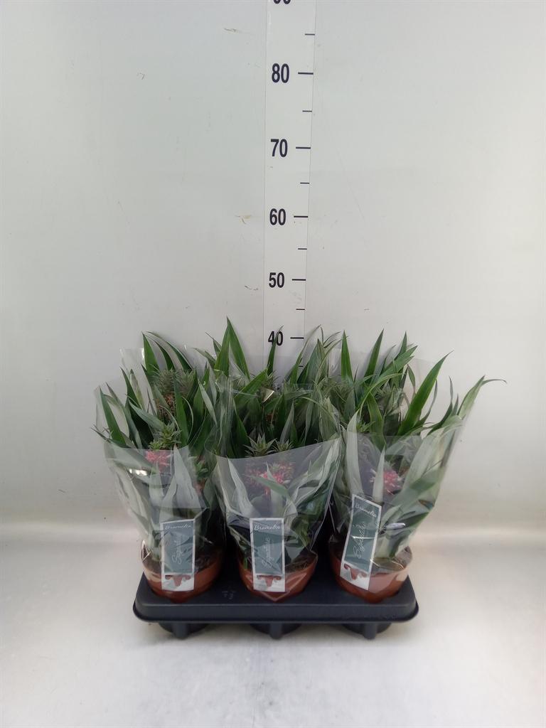 Горшечные цветы и растения оптом Ananas   ... от 6шт из Голландии с доставкой по России