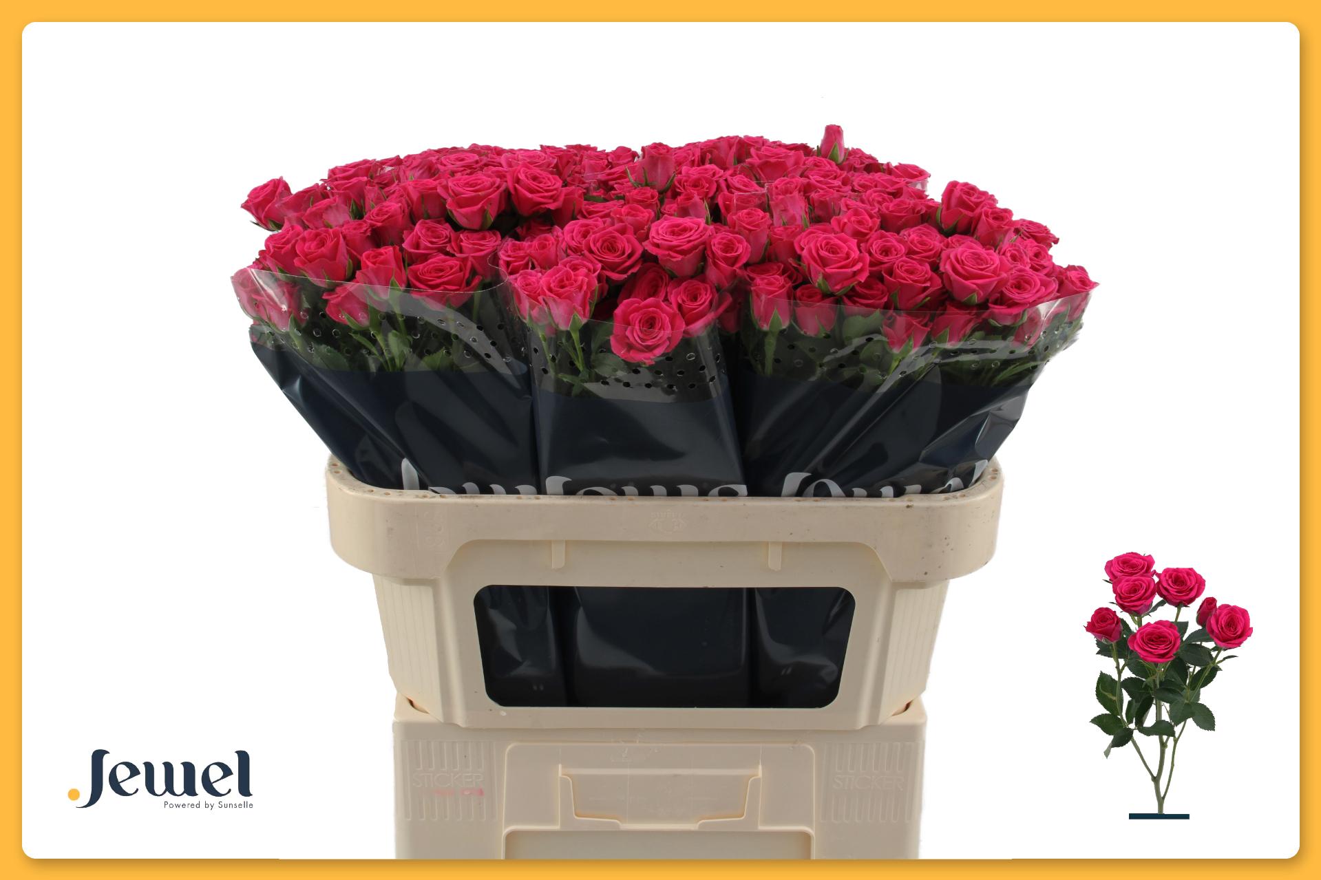 Срезанные цветы оптом Rosa spray pink yo-yo от 60шт из Голландии с доставкой по России