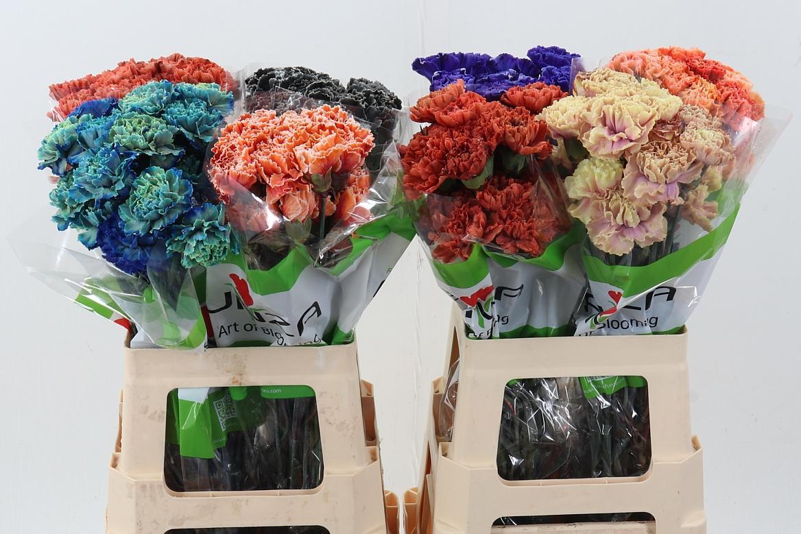 Срезанные цветы оптом Dianthus st paint mix от 80шт из Голландии с доставкой по России