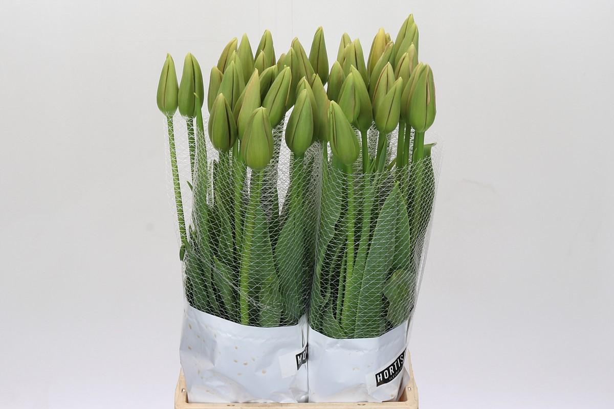 Срезанные цветы оптом Tulipa fre menton от 40шт из Голландии с доставкой по России