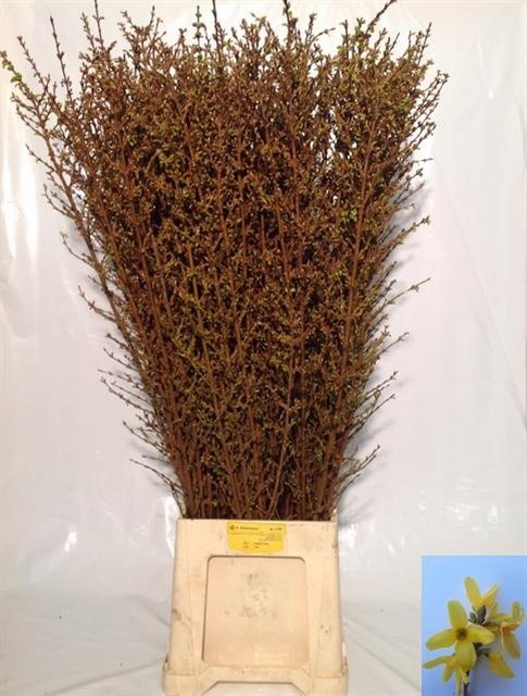 Срезанные цветы оптом Forsythia yellow от 60шт из Голландии с доставкой по России
