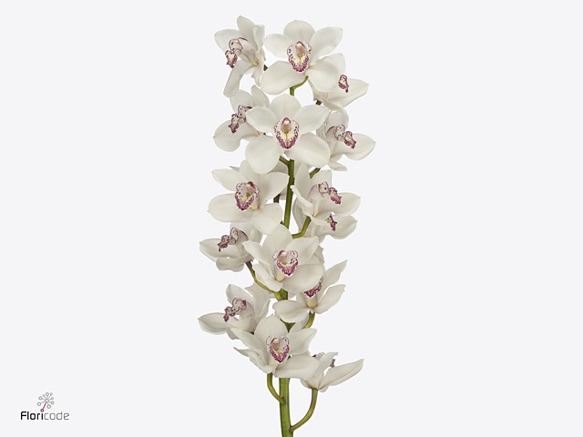 Срезанные цветы оптом Cymbidium white cinderella от 12шт из Голландии с доставкой по России