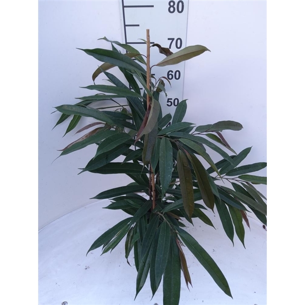 Горшечные цветы и растения оптом Ficus Bin Amstel King от 1шт из Голландии с доставкой по России