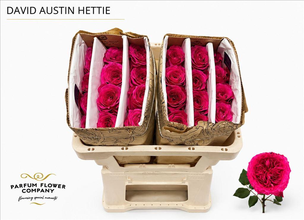 Срезанные цветы оптом Rosa large austin hettie от 24шт из Голландии с доставкой по России