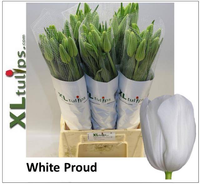 Срезанные цветы оптом Tulipa fre white proud от 50шт из Голландии с доставкой по России