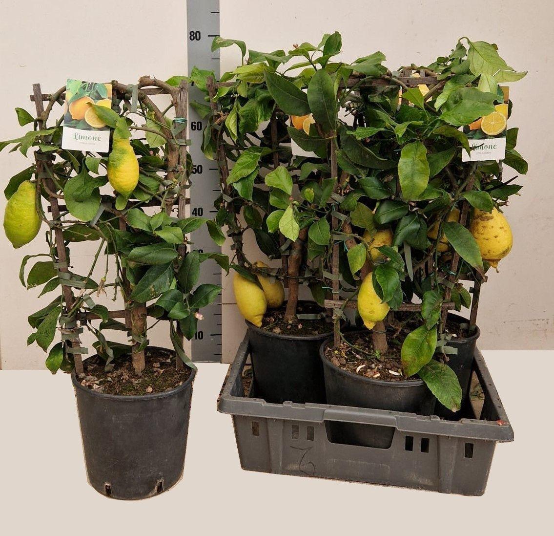 Горшечные цветы и растения оптом Citr Microcarpa от 3шт (для телеги) из Голландии с доставкой по России