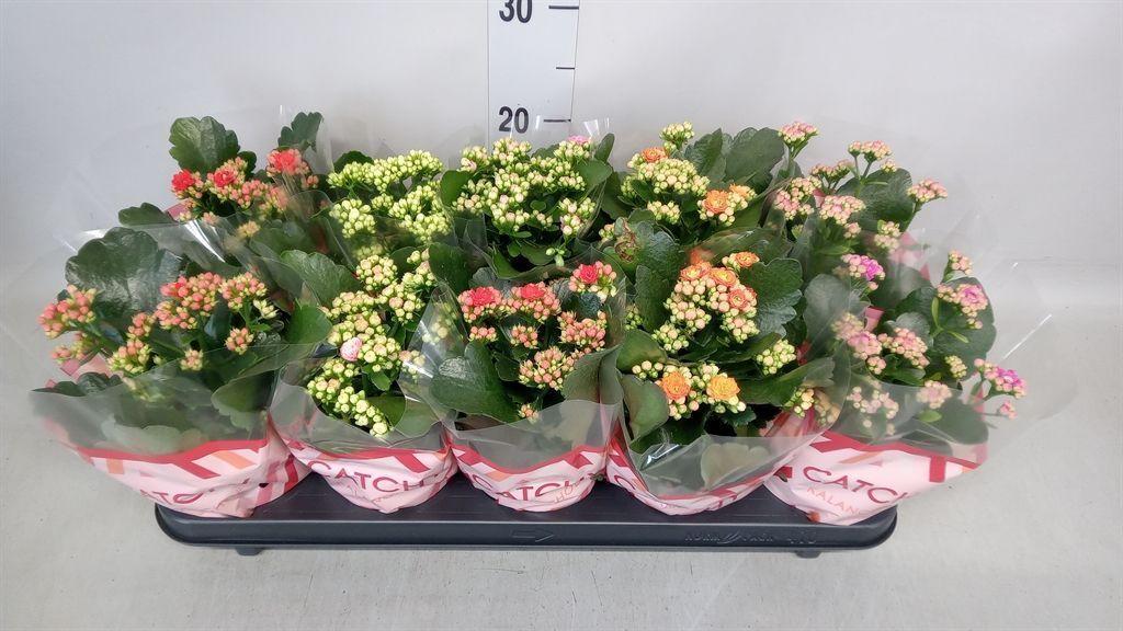 Горшечные цветы и растения оптом Kalanchoe Blos.   ..rosebud Mix  6 от 10шт из Голландии с доставкой по России