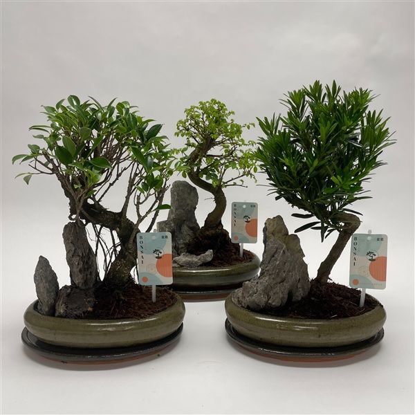 Горшечные цветы и растения оптом Bonsai Mix Traditonial от 3шт из Голландии с доставкой по России