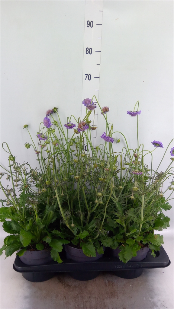 Горшечные цветы и растения оптом Scabiosa Columb. от 6шт из Голландии с доставкой по России
