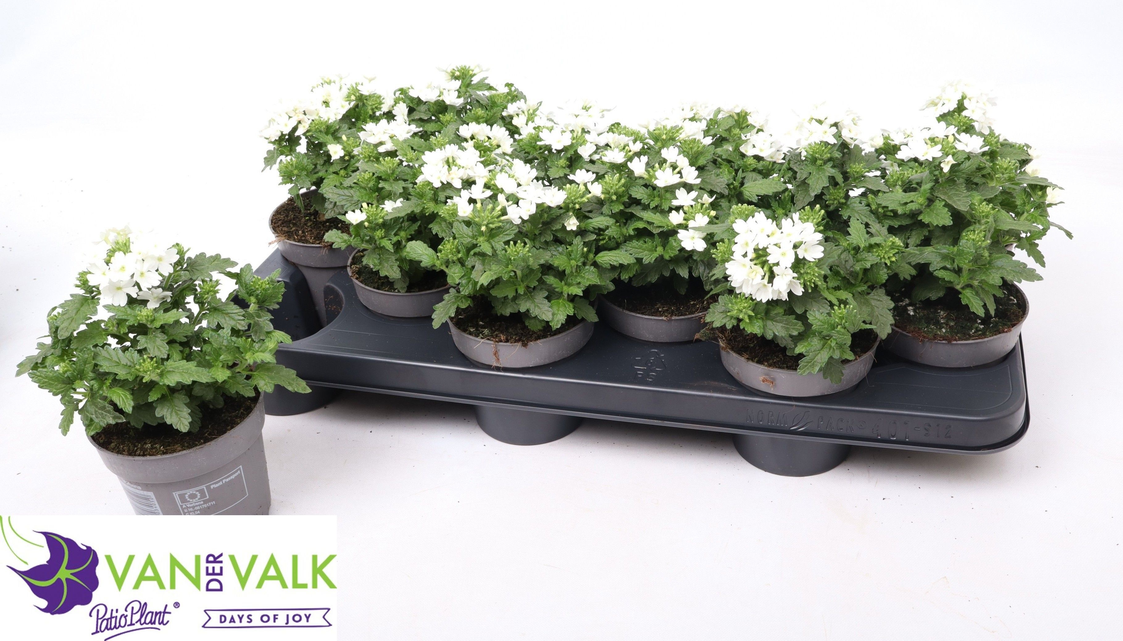 Горшечные цветы и растения оптом Verbe Drums White от 12шт из Голландии с доставкой по России