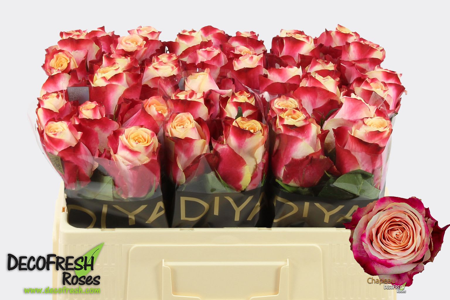 Срезанные цветы оптом Rosa large chapeau от 40шт из Голландии с доставкой по России