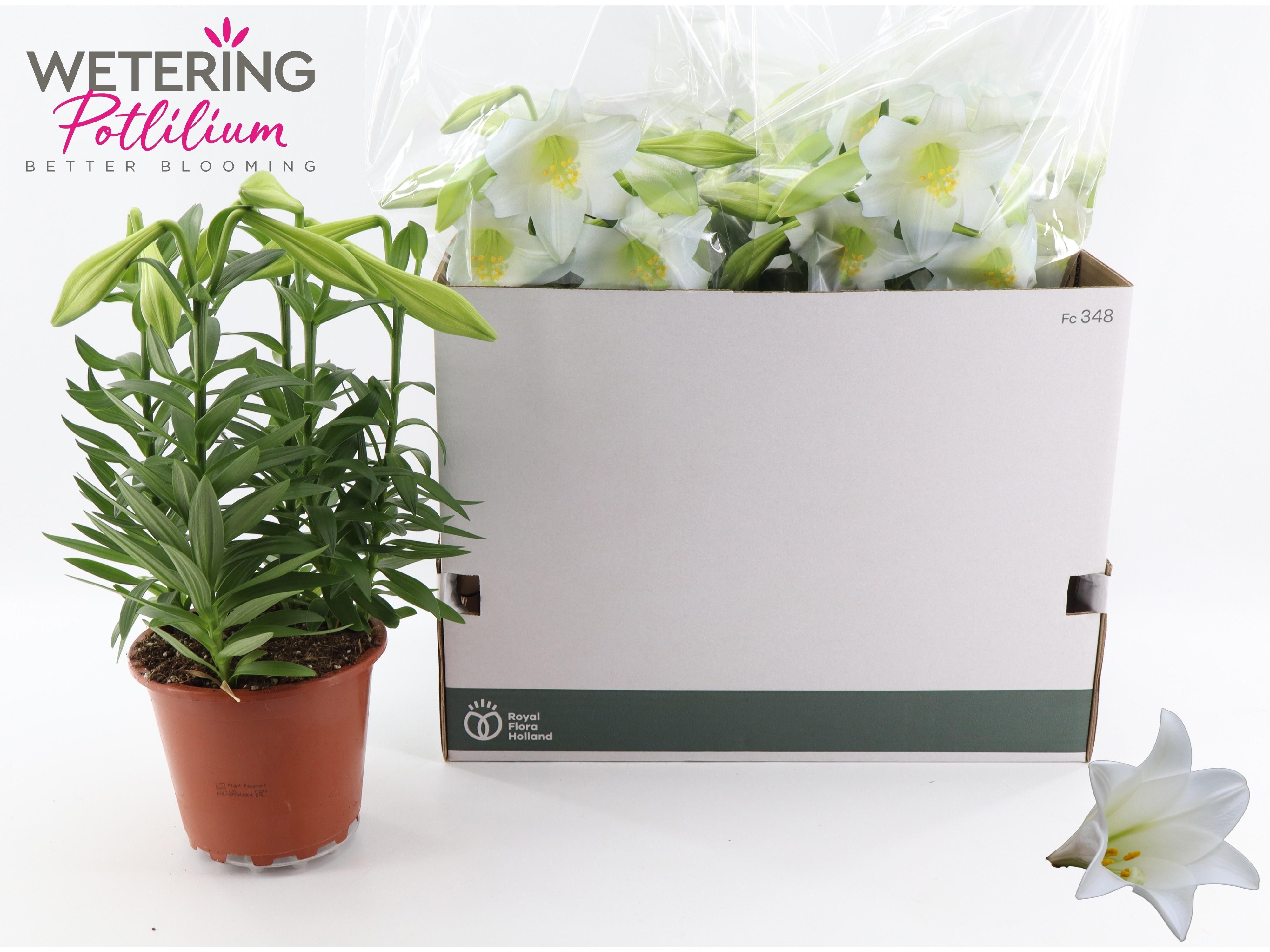 Горшечные цветы и растения оптом Lil Lo Miracle от 5шт из Голландии с доставкой по России