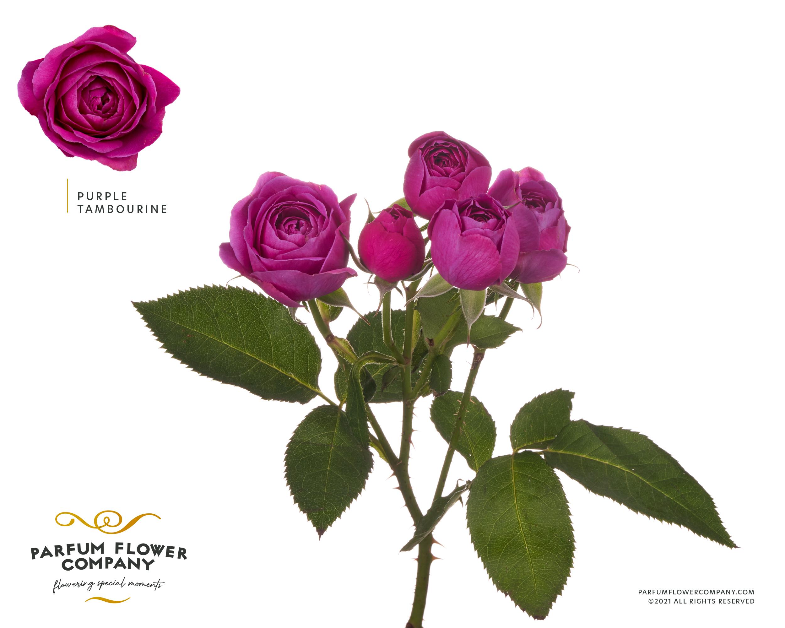 Срезанные цветы оптом Rosa garden purple tambourine от 24шт из Голландии с доставкой по России