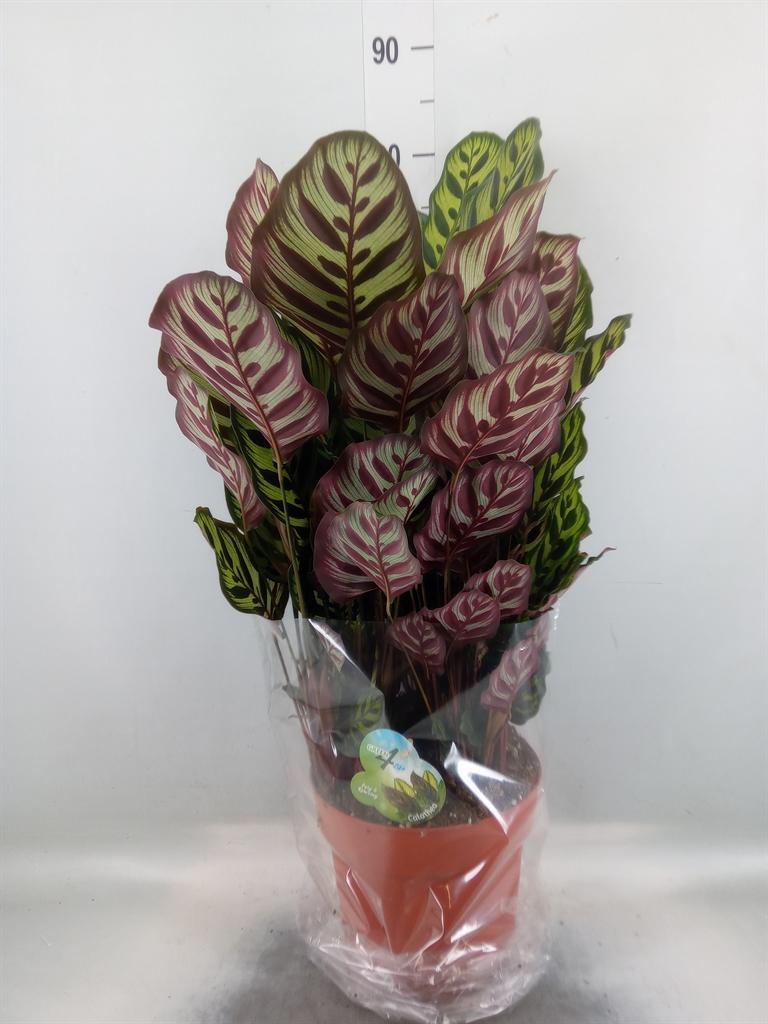 Горшечные цветы и растения оптом Calathea Makoyana от 1шт из Голландии с доставкой по России