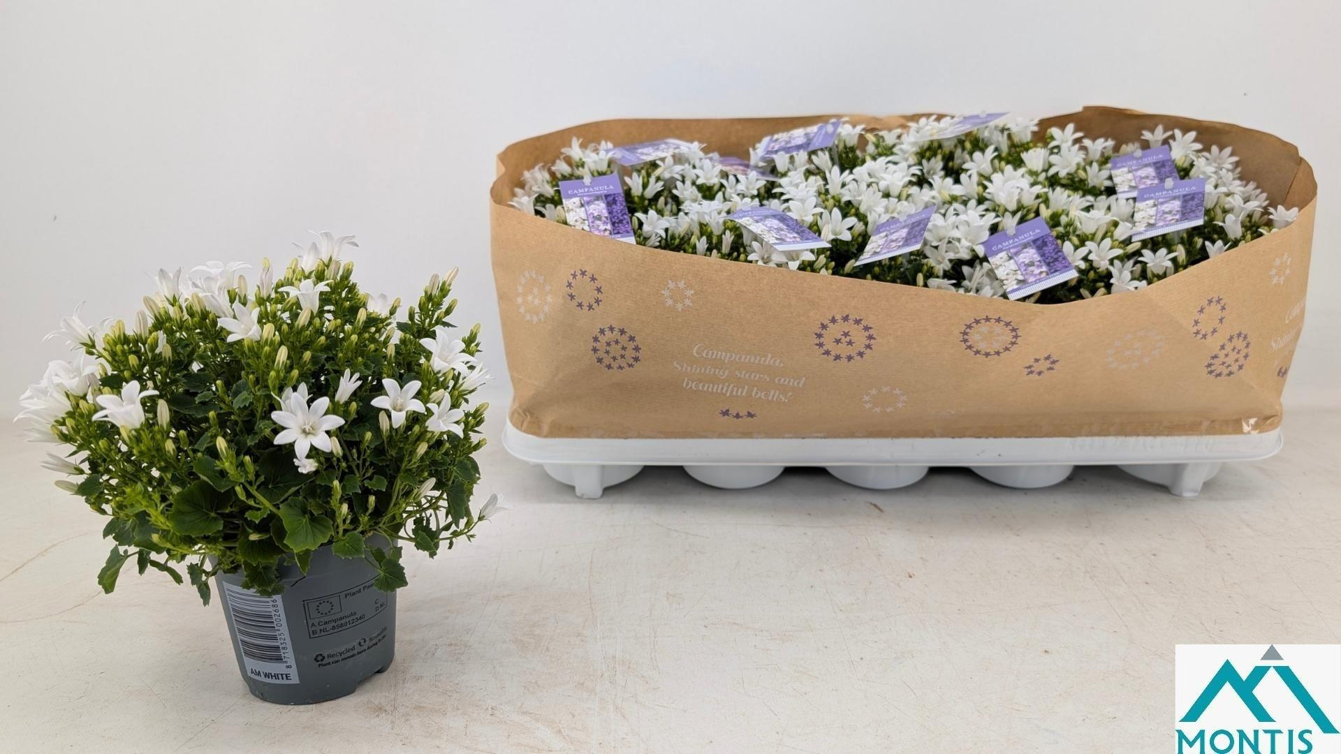 Горшечные цветы и растения оптом Camp Por Ambe White от 10шт (для телеги) из Голландии с доставкой по России