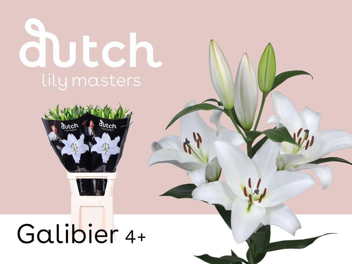 Срезанные цветы оптом Lilium or galibier от 40шт из Голландии с доставкой по России