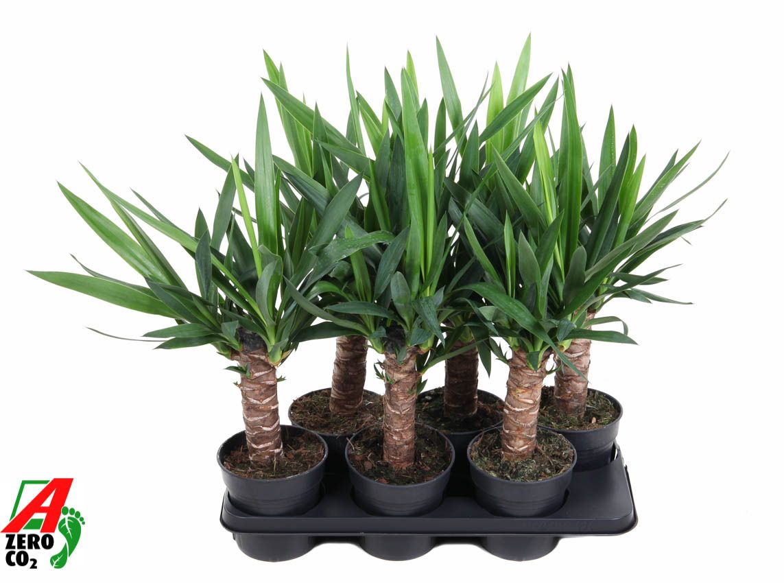 Горшечные цветы и растения оптом Yucca 30cm Stam 2+ от 6шт из Голландии с доставкой по России