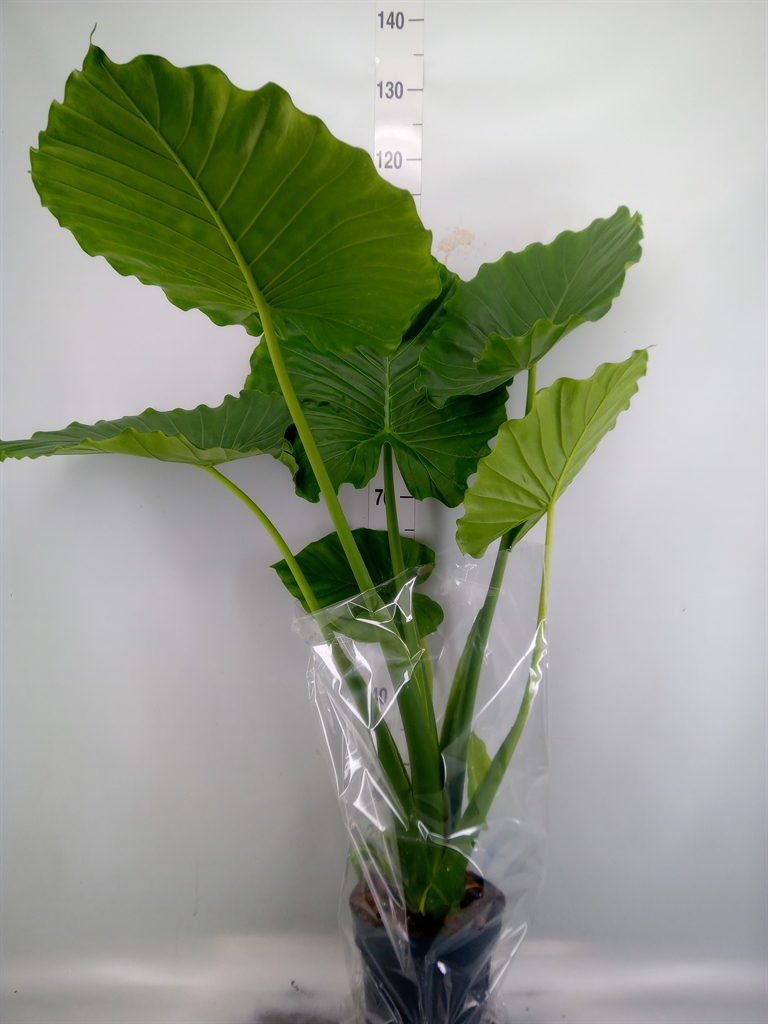 Горшечные цветы и растения оптом Alocasia Gageana от 1шт (для телеги) из Голландии с доставкой по России