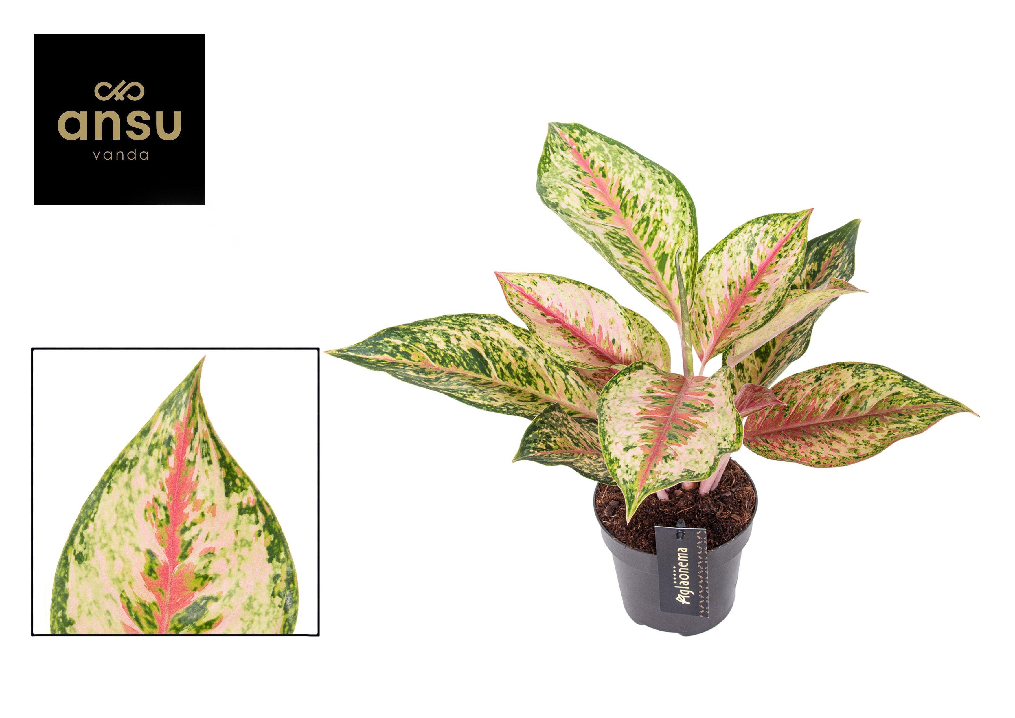 Горшечные цветы и растения оптом Aglaonema Painted Celebration от 6шт из Голландии с доставкой по России