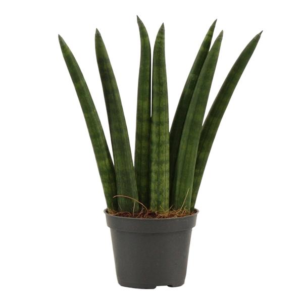 Горшечные цветы и растения оптом Sansevieria Cylindrica Fan от 14шт (для телеги) из Голландии с доставкой по России