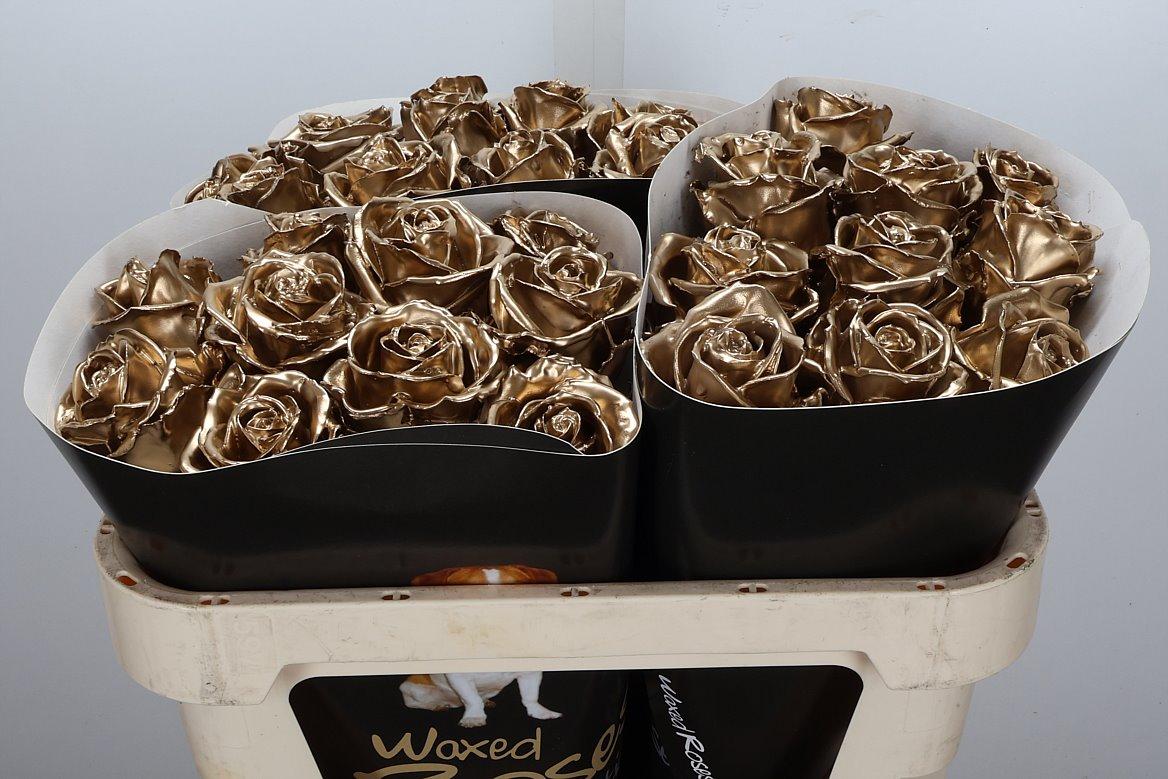 Срезанные цветы оптом Rosa large wax gold от 30шт из Голландии с доставкой по России