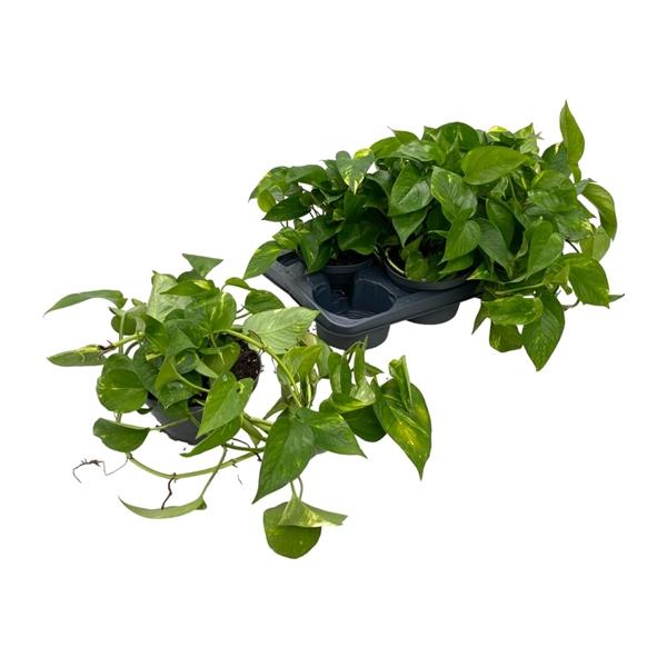 Горшечные цветы и растения оптом Epipremnum Aureus от 6шт из Голландии с доставкой по России Горшечные цветы и растения оптом Epipremnum Aureus от 6шт из Голландии с доставкой по России