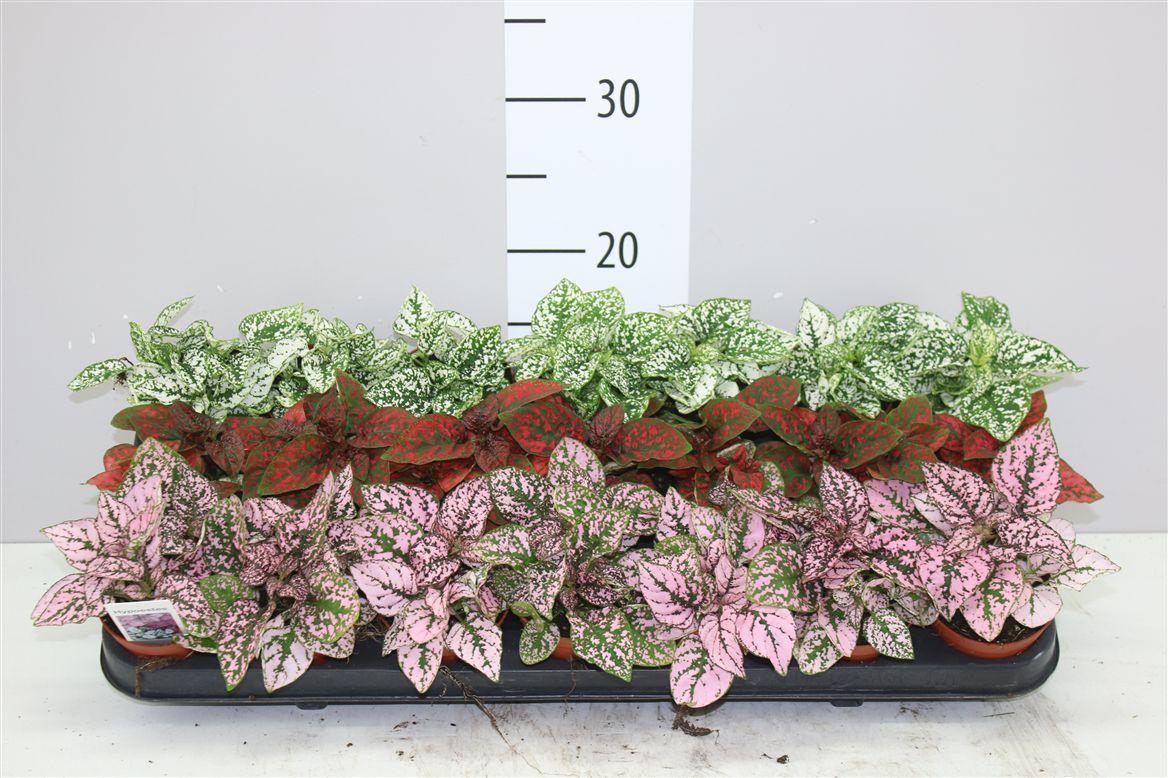 Горшечные цветы и растения оптом Hypoestes Ph Gemengd от 21шт (для телеги) из Голландии с доставкой по России