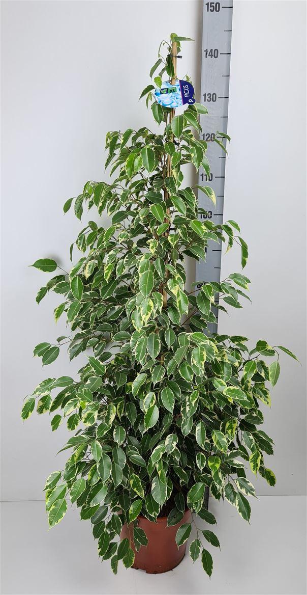Горшечные цветы и растения оптом Ficus Golden King от 1шт из Голландии с доставкой по России