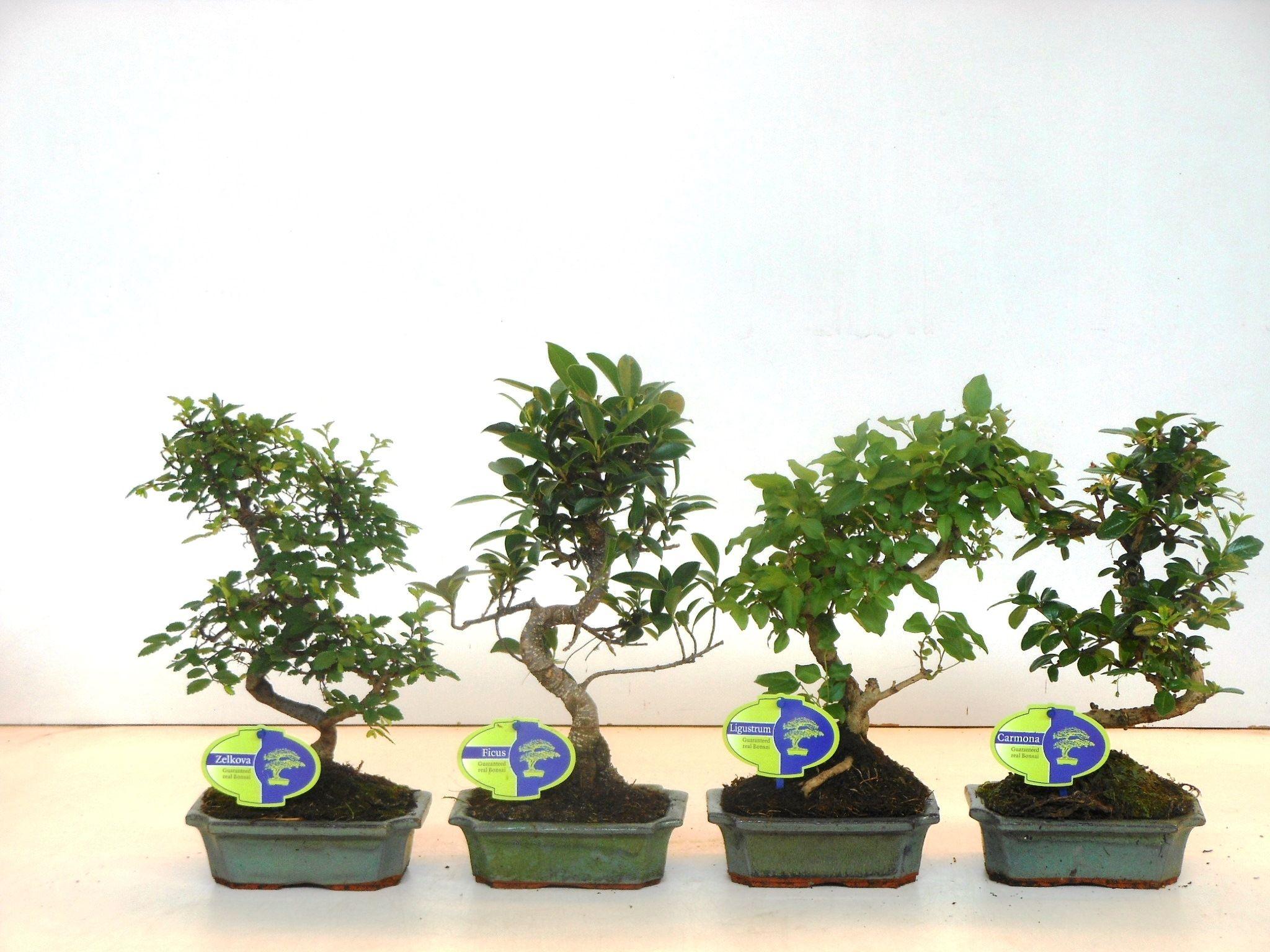 Горшечные цветы и растения оптом Bonsai Mix Indoor Shape Without Drip Tr от 10шт из Голландии с доставкой по России