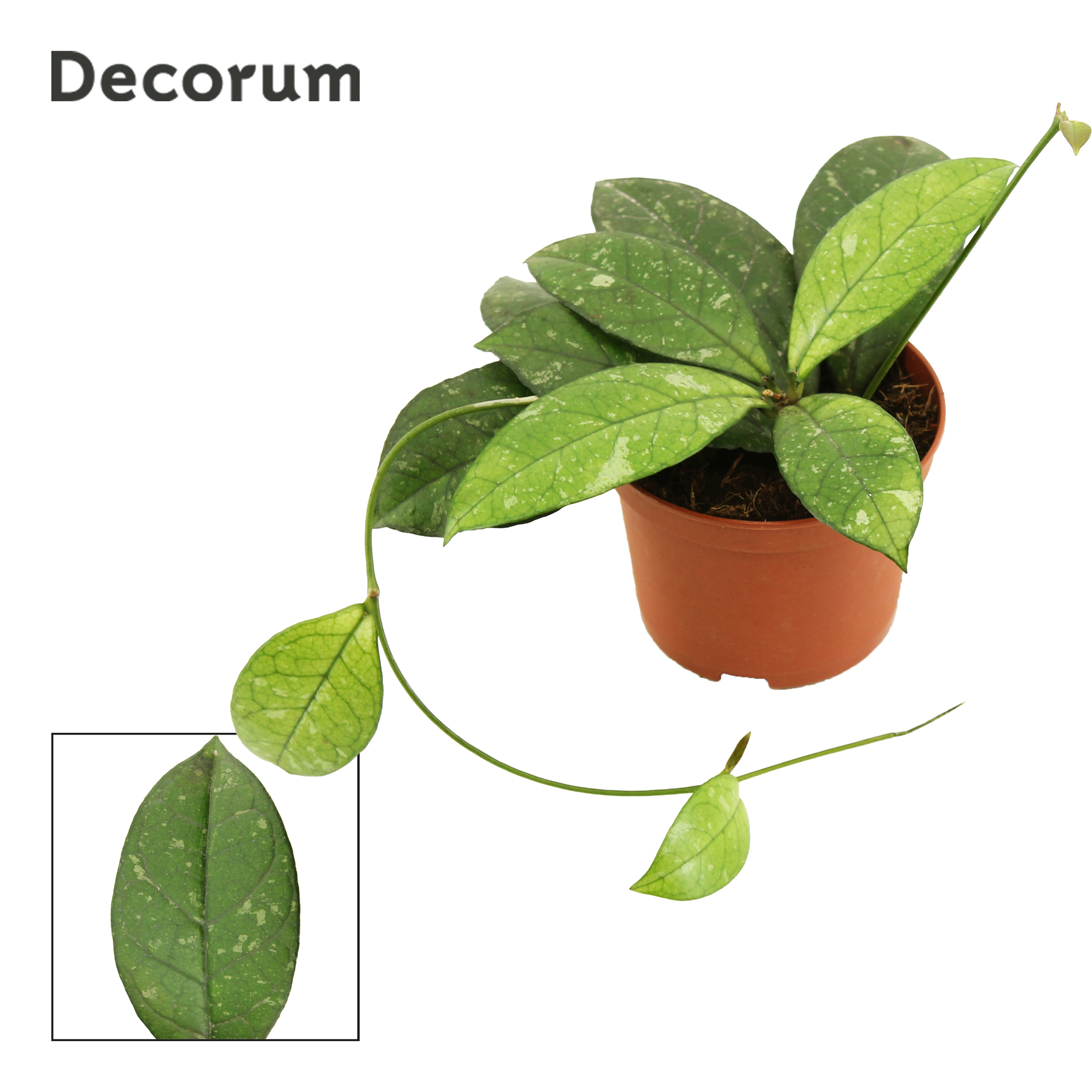 Горшечные цветы и растения оптом Hoya Crassipetiolata (decorum) от 15шт (для телеги) из Голландии с доставкой по России