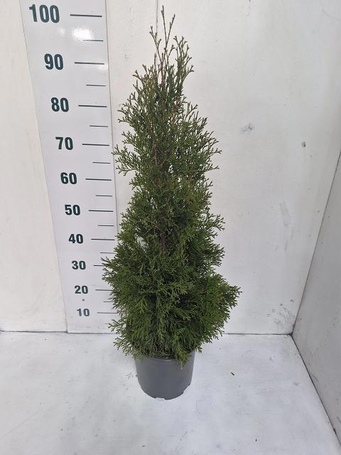 Горшечные цветы и растения оптом Thuja O Smaragd от 1шт из Голландии с доставкой по России