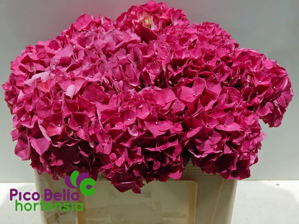 Срезанные цветы оптом Hydrangea rodeo red от 10шт... из Голландии с доставкой по России
