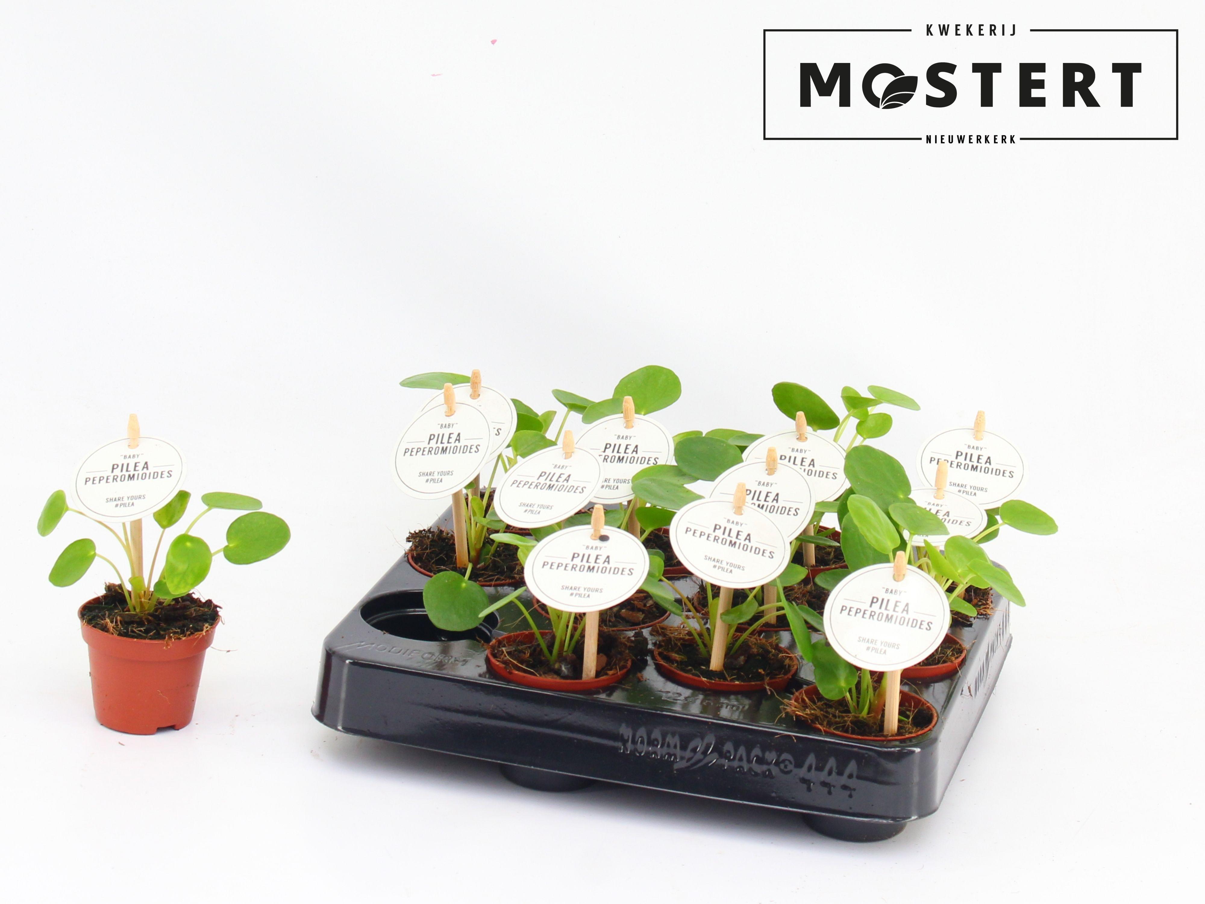 Горшечные цветы и растения оптом Pilea Peperomioides от 12шт (для телеги) из Голландии с доставкой по России