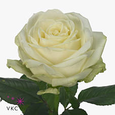 Срезанные цветы оптом Rosa large avalanche+ Meijer White Masterpiece от 50шт из Голландии с доставкой по России