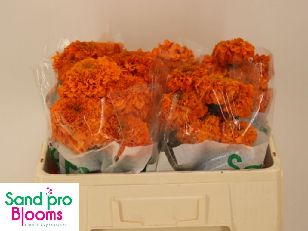 Срезанные цветы оптом Tagetes promise orange от 50шт. из Голландии с доставкой по России