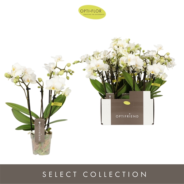 Горшечные цветы и растения оптом Phal 4st Optifriend Sandra (opti) от 8шт (для телеги) из Голландии с доставкой по России