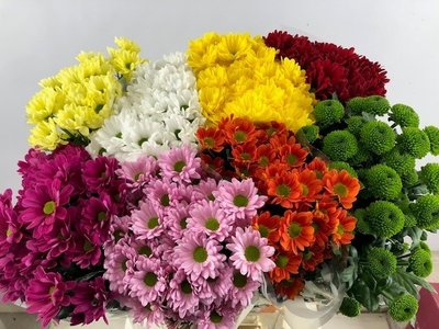 Срезанные цветы оптом Chrys sp mix in box от 80шт из Голландии с доставкой по России