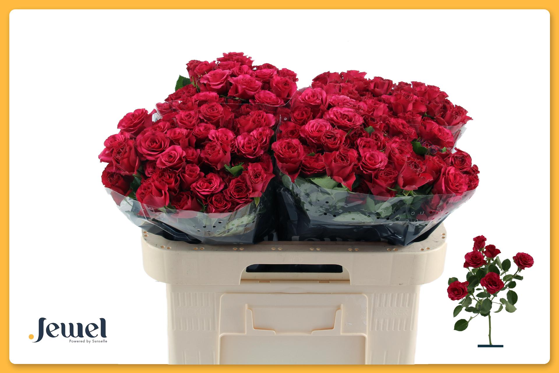 Срезанные цветы оптом Rosa tros Roseberry от 40шт из Голландии с доставкой по России